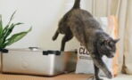 Keep your cat’s litter box stink-free with these simple tips