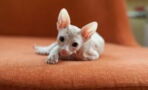 These are the top 4 hairless cat breeds