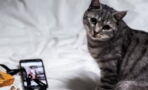 This cheeky cat was caught sabotaging its owner on camera (VIDEO)