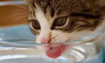 Is your cat drinking enough? Here is how to increase their water intake