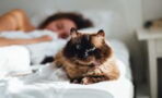 Does your cat like sleeping on your face? Here's the reason why
