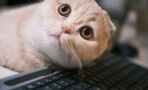 Does your cat like climbing on your keyboard? Here is why