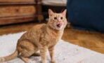 Does your cat run around the house at night? Here's why