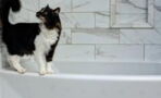 Does your cat like watching you shower or in the bath? Here's why