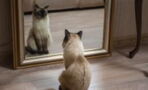 Does your cat recognise itself in the mirror?