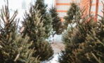 Christmas: The right time to buy your tree revealed by experts