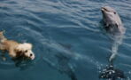 This Dog Went For A Swim And Was Joined By An Unlikely Friend...A Dolphin! (WATCH)
