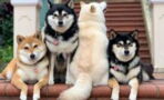 'Unphotogenic' Shiba Inu can't help but ruin group photos