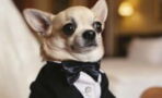 This puppy wore a tuxedo for his adopters but they never showed up