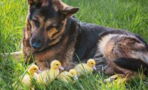 Dog adopts orphaned ducklings after their mother disappears