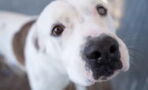 This deaf dog found a new loving home and the best forever companion