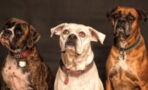 Three heartbroken ‘oldies but goldies’ dogs are looking for a loving home together