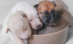 These tiny, hours-old puppies were separated from their mother and dumped in the woods