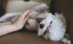 Do dogs really want belly rubs when they lie on their backs? Here's what a dog behaviourist says