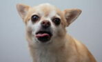 This senior dog was abandoned for its extra long tongue, but it is actually adorable (PHOTO)