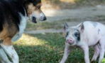 A giant half-blind dog adopts a baby piglet, and their unusual bond is heartwarming (VIDEO)