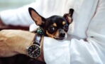 Daylight saving: Here's how to help your dog cope with the change in time