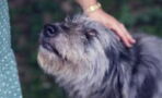 Rescue’s heartbreak as this old blind dog was at risk of never being loved again (VIDEO)