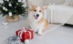 5 top Christmas gifts under £10 that will be perfect for dog owners