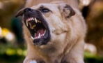 A savage dog attack leaves one woman dead and another injured