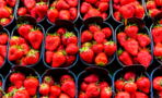 This video of insects living in strawberries has been traumatising the internet