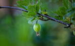 Gooseberry: This secret ingredient is the ultimate Ayurvedic solution for hair problems
