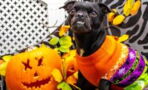 Halloween is a dangerous day for your pet, here's how to keep them safe