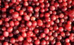 5 health benefits of eating cranberries daily