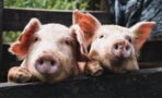 This 'superbug' in pigs that can jump to humans is biggest global threat, according to WHO