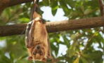New Covid-like virus discovered in bats in the UK, should we be worried?