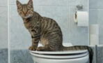 Here's why you should never flush your pet's poo down the toilet