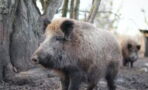 Europe has radioactive wild boars, new study reveals there's more to it than Chernobyl