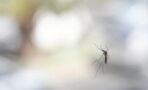 Here's how to prevent mosquitoes from getting inside your home during summer