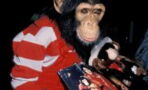 Michael Jackson: Here’s What Happened To Bubbles, His Poor Chimpanzee