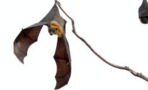 Nipah virus: Another virus found in bats is worrying locals