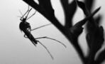 West Nile virus: Mosquito season has lead to the rise of this serious disease