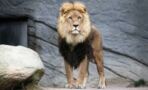 COVID: Big cats experience symptoms similar to humans upon infection