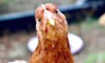 Bird flu: A new strain has been detected for the first time in humans in China