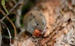 New virus discovered in rodents in Europe, should we be worried?