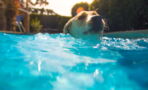 An Unexpected Saviour Comes to the Rescue of Dog Who Can’t Swim (VIDEO)