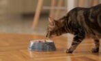 This Is Why Feeding Your Cat Tuna Could Be More Dangerous Than You Think