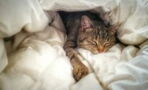 Here’s why your cat crawls into bed with you at night