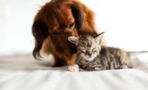 These Gorgeous Pets Are Proof That Cats And Dogs CAN Be Friends