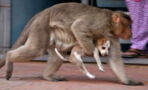 The heart melting moment his monkey found a puppy on the streets