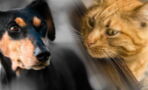 Cats Vs Dogs: Science Has Confirmed Which One Is Smarter