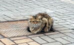 This cat sat on the same drain cover every day for a year for the most tragic reason