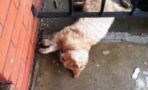 This Cat Was Dying on a Doorstep… Then Something Amazing Happened