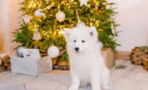 These Christmas decorations are dangerous for your pet