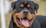 This Rottweiler found an abandoned baby in a shed, what it did next will surprise you
