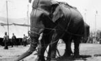 Murderous Mary: The circus elephant who was tragically hanged to death for killing a man